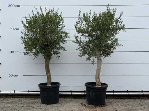 2x Olijfboom Florida - Olea Europaea - ca. 25 jaar oud - hoogte ca. 180 cm