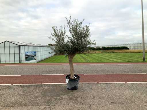 Măslinul (Olea Europaea Lessini)