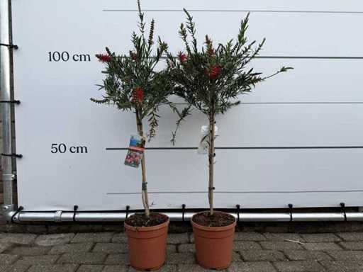 2x Lamp polisher on trunk - Callistemon Splendens - height approx. 100 cm