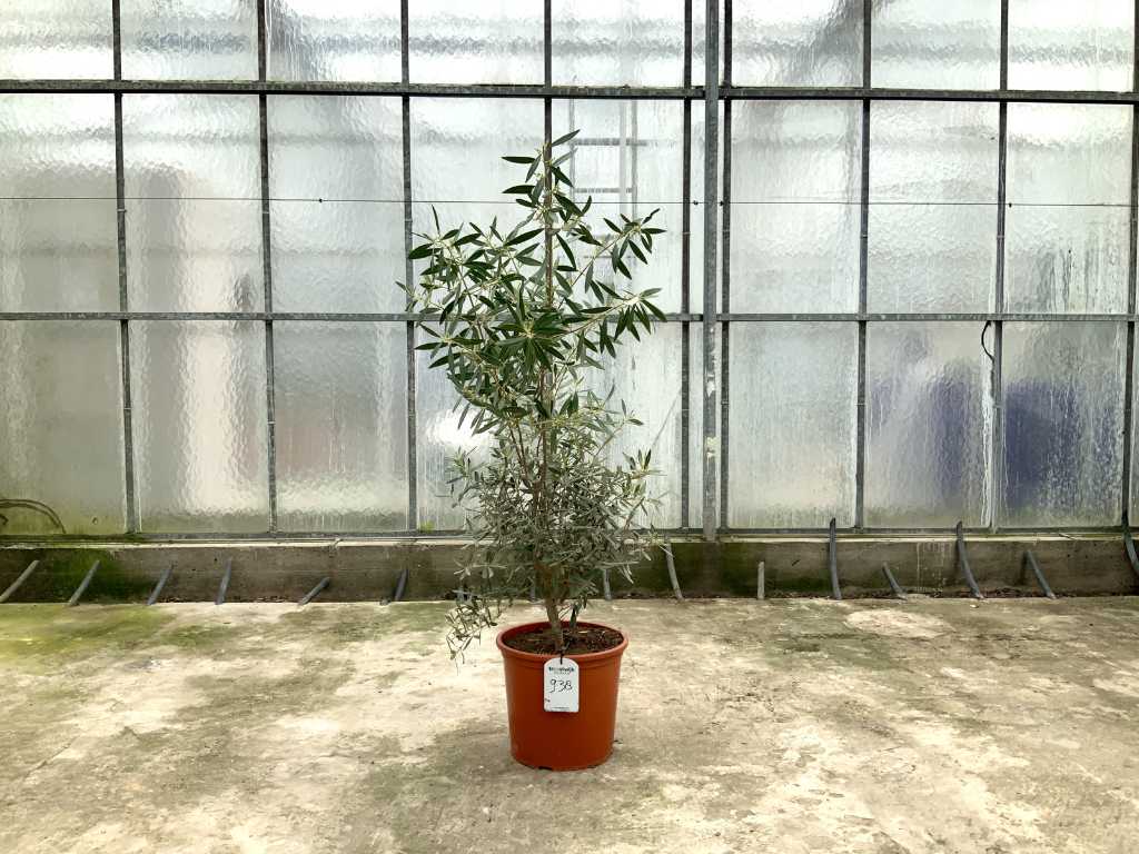 krzew oliwny (Olea Europaea Lessini)
