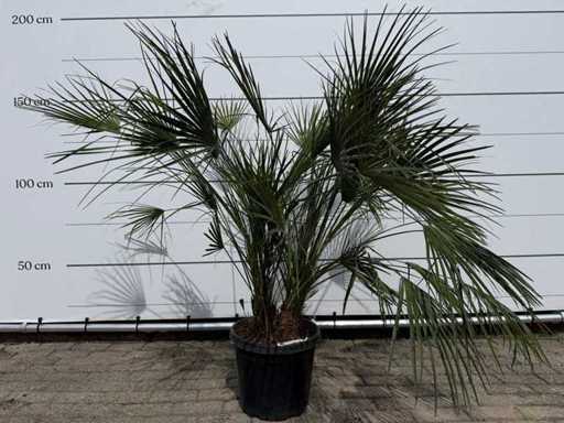 Europäische Zwergpalme M – Chamaerops Humilis – Höhe ca. 150 cm