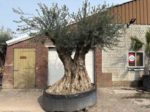 Olivenbaum-Bonsai XXL – Olea Europaea – ca. 250 Jahre alt – Höhe ca. 290 cm