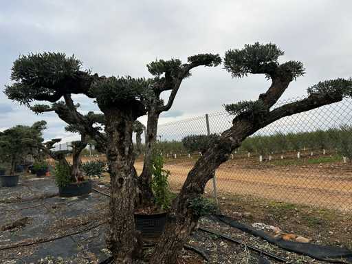  OLEA EUROPEA POM POM SECOLARE  