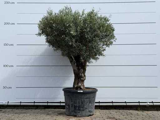 Olive tree Bonsai - Olea Europaea - approx. 80 years old - height approx. 220 cm