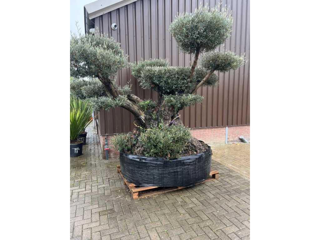 Olivenbaum 260 cm