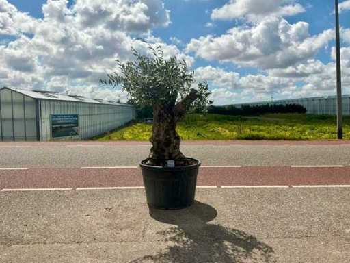 Olijfboom (Olea Europaea Lessini)