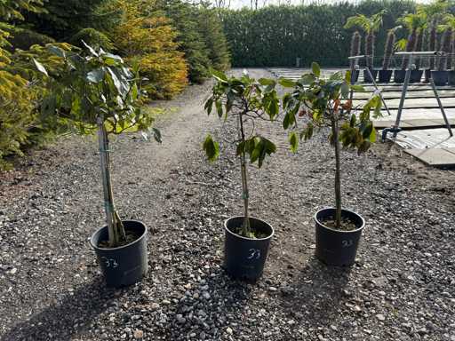 Laurus Nobilis - Real kitchen laurel ball on stem 90cm (3x)