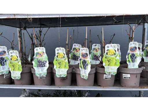 Mélange de raisins Vivace (17x)