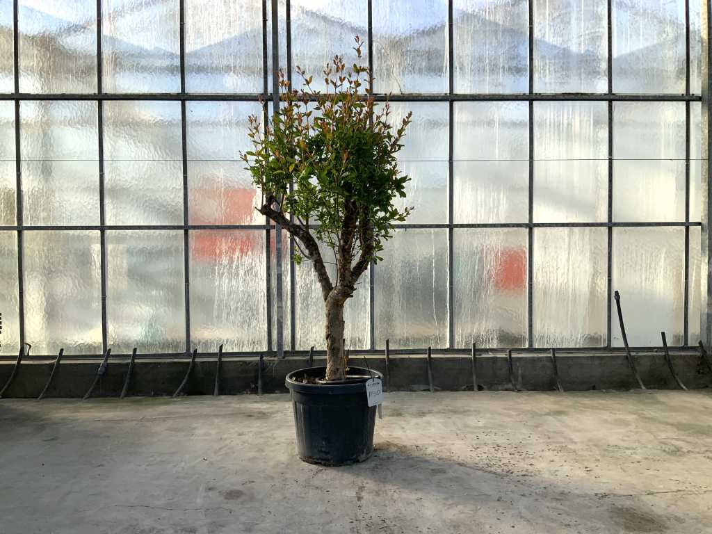 granaatappelboom (Punica Granatum)