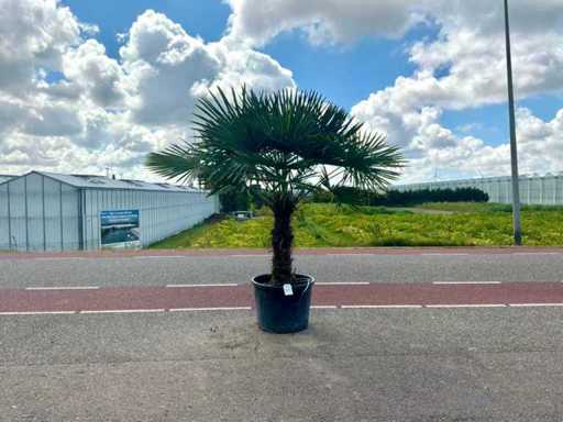 Palmboom (Trachycarpus Fortunei)