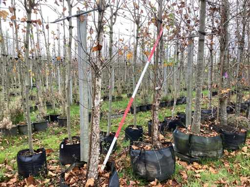 Red Birch - Park Tree (2x)