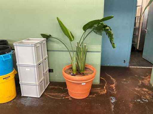 Plant in pot