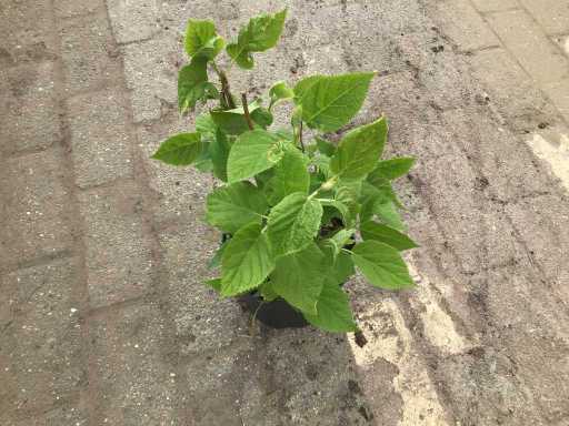 50 Hydrangea Annabelle