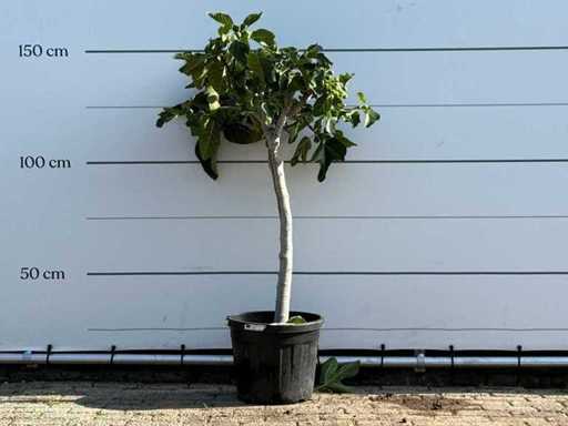 Figuier tronc bas XL - Ficus Carica - hauteur environ 150 cm