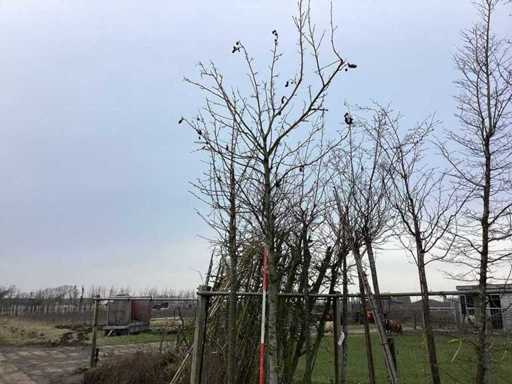 Sweet gum - Topiary tree