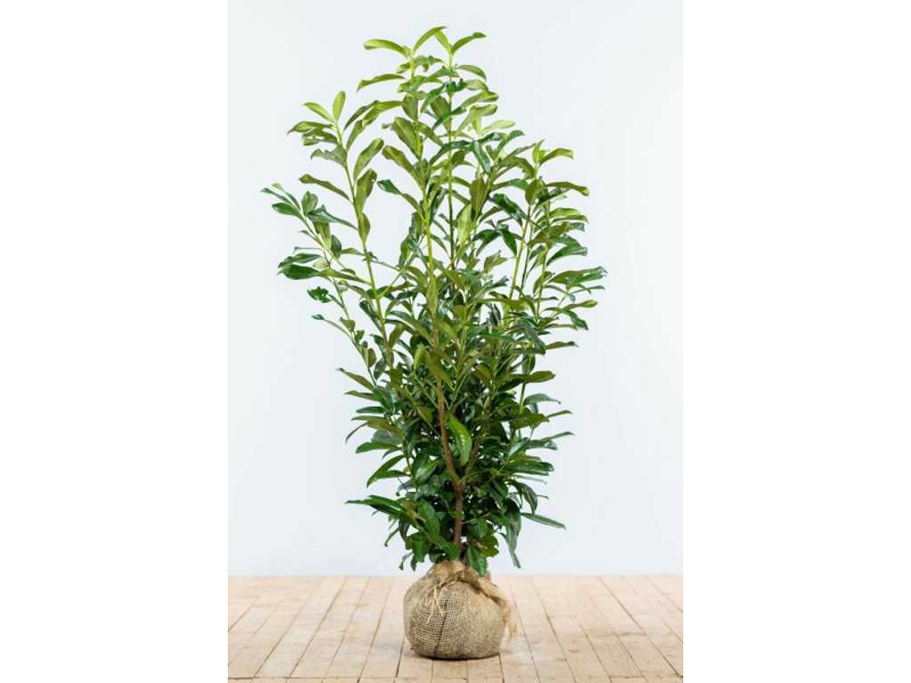 Laurel Prunus Laurocerasus Genolia 80-100 cm (65x)
