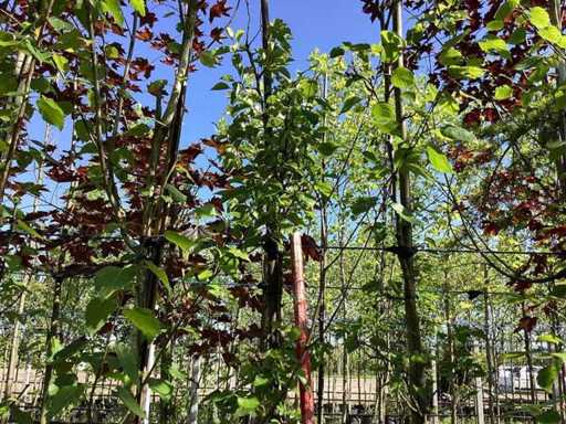 Mela Ornamentale Verde - Albero Ornamentale (2x)