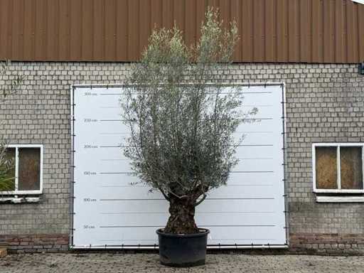 Olive tree Bonsai XL - Olea Europaea - approx. 80 years old - height approx. 290 cm