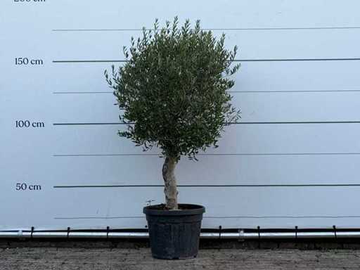 Olive tree Florida - Olea Europaea - approx. 25 years old - height approx. 160 cm
