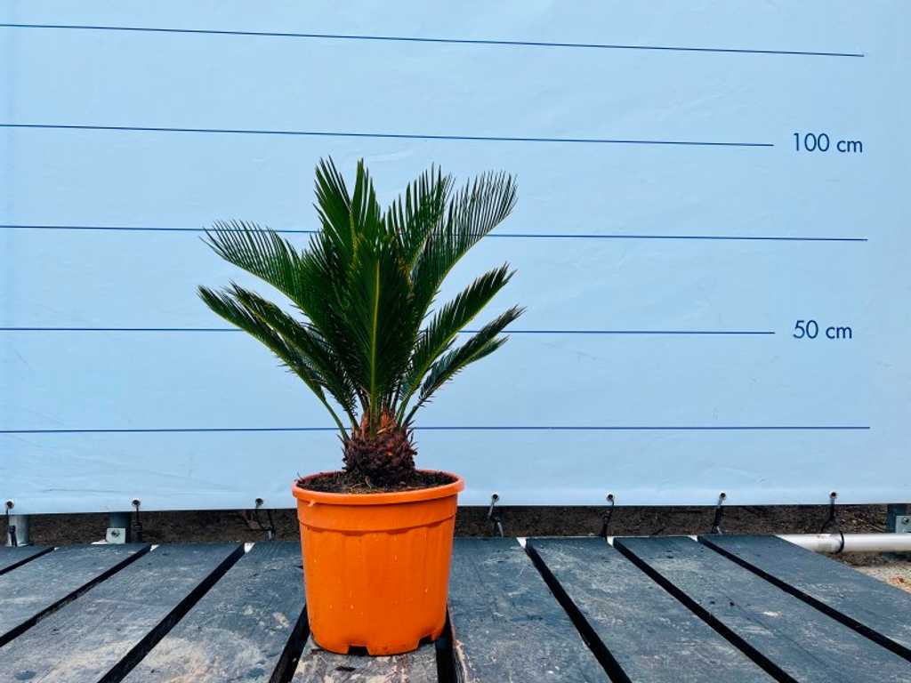 Cycas Revoluta env. 90cm pot inclus