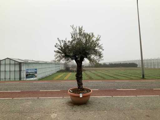 Drzewo oliwne (Olea europaea lessini)