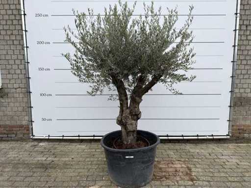 Olivenbaum alte Haut – Olea Europaea – ca. 80 Jahre alt – Höhe ca. 230 cm