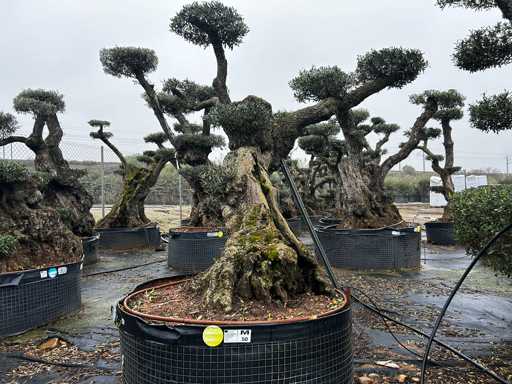 Olivenbaum – Olea Europea Pom Pom Secolare 