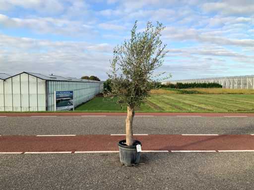 Olive tree (Olea Europaea Lessini)