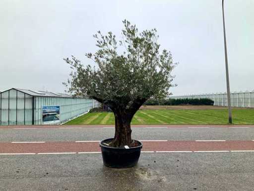 Drzewo oliwne (Olea europaea lessini)