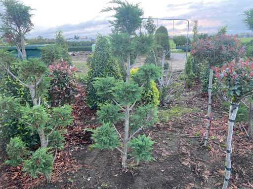 Cypress bonsai 180cm (with root ball) Hedge