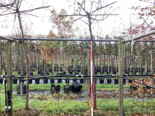 Măr crab - copaci de acoperiș (2x)