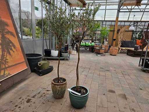 Magnificent olive tree (200 cm) incl. decorative planter