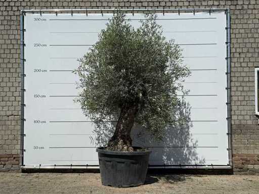 Bonsai de măslin - Olea Europaea - aprox. 80 de ani - înălțime aprox. 280 cm