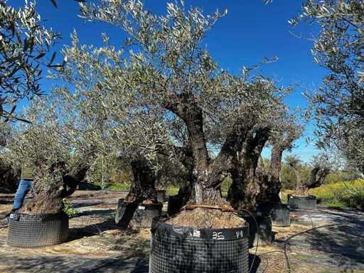 Jahrhundertealter Olivenbaum im Korb
