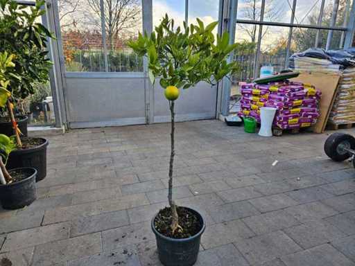 Zitronenbaum Hochstamm - Mediterraner Fruchtgenuss (Winterhart bis -7°C)