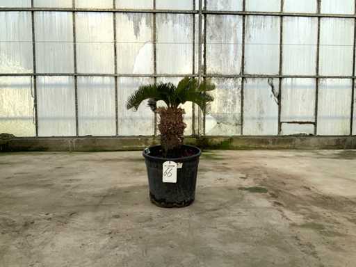 Palmboom (Cycas Revoluta)