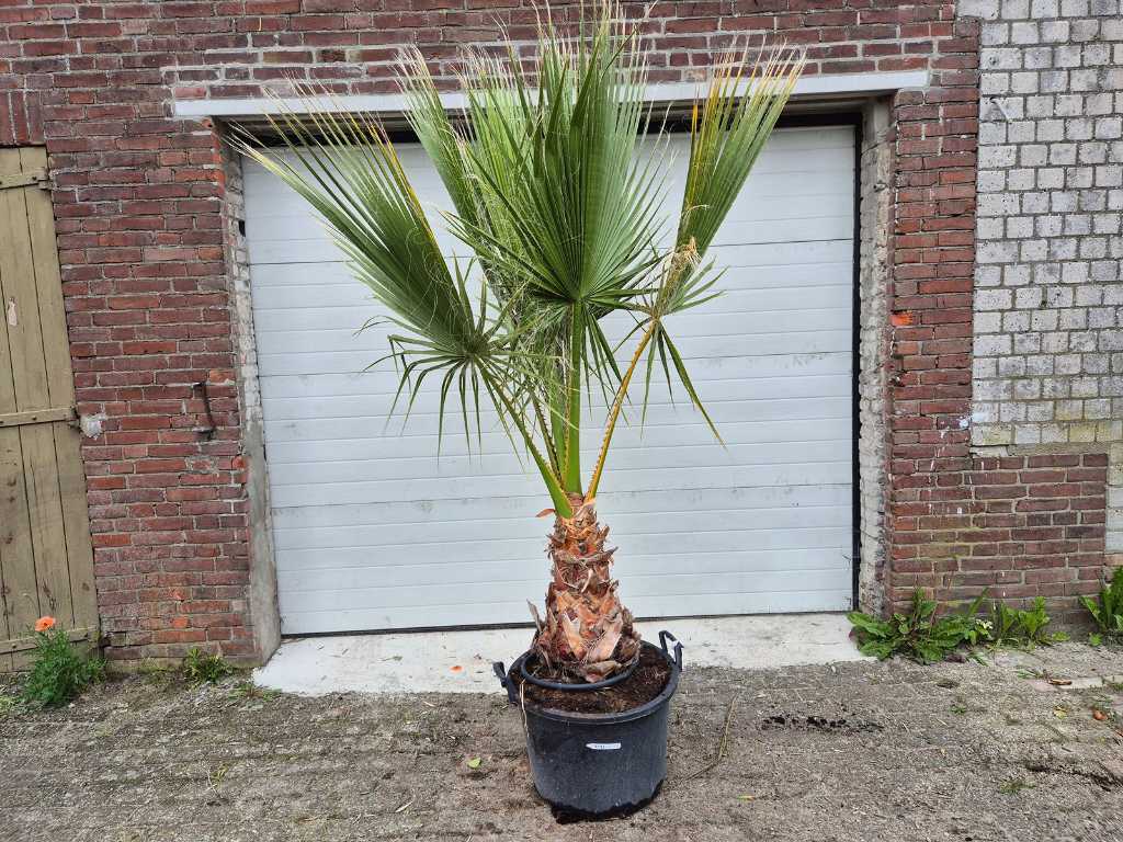 Mexikanische Fächerpalme - Washingtonia Robusta - Mediterraner Baum - Höhe ca. 250 cm