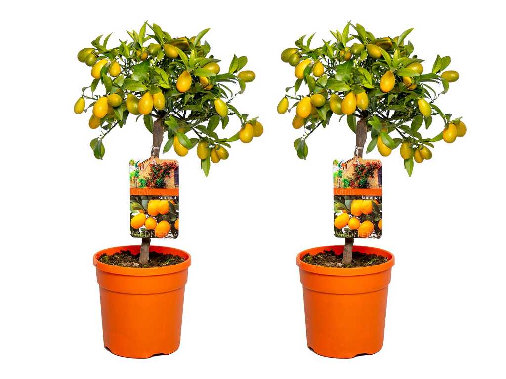 2x Dwergsinasappel - Vrucht- / fruitboom - Citrus Kumquat