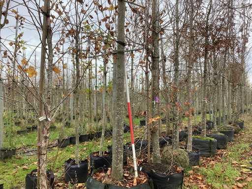 Tei regal - Arbore ornamental