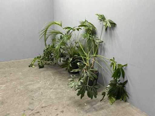 Verschiedene Pflanzen (3x)