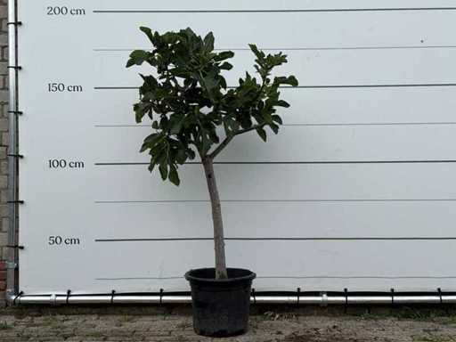 Figuier tronc bas XL - Ficus Carica - hauteur environ 180 cm