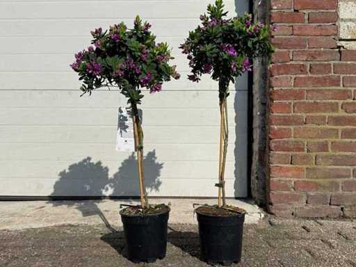 2x Flügelblüte am Stängel – Polygala Myrtifolia – Höhe ca. 70 cm