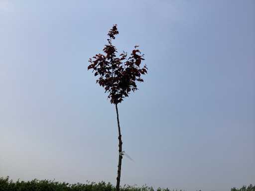 Sierboom - Prunus Nigra (x1)