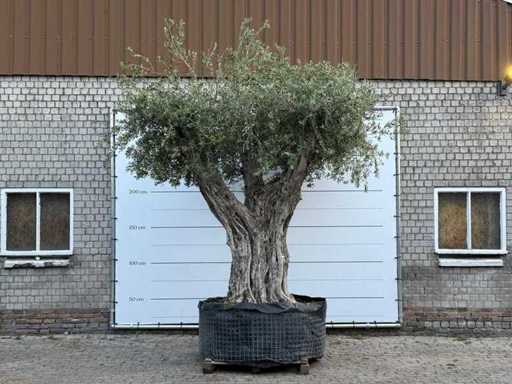 Olive tree Cieza XXL - Olea Europaea - approx. 250 years old - height approx. 280 cm