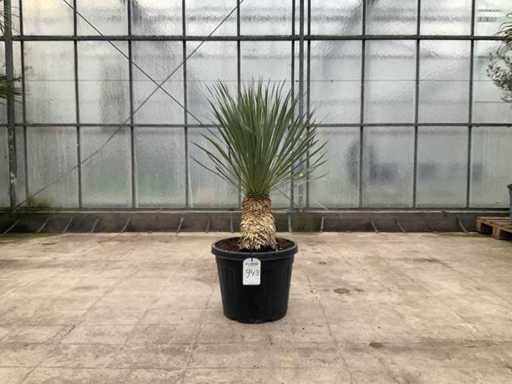 Palma (Yucca rostrata)