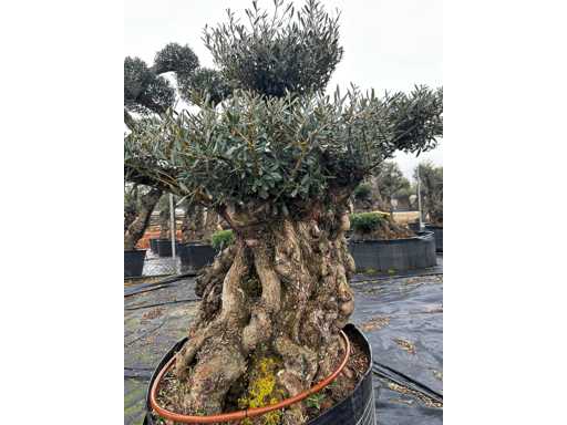 Olijfboom - Olea Europea Pom Pom Secolare