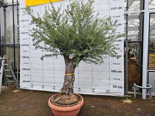 Bonsai exclusiv de măslin - 110 ani - solitaire 300 cm