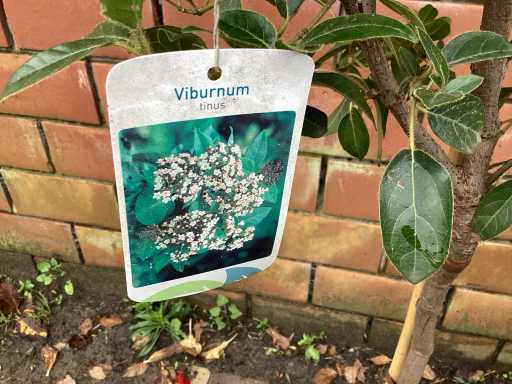 Sierstam - Viburnum Tinus (x1) ,acer rood(1), acer groen (1)