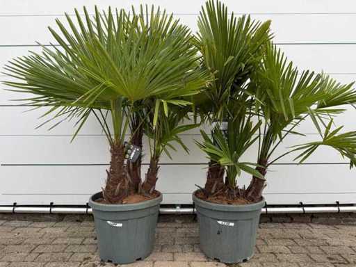 2x Chinese fan palm triple stem - Trachycarpus Fortunei - height approx. 180 cm