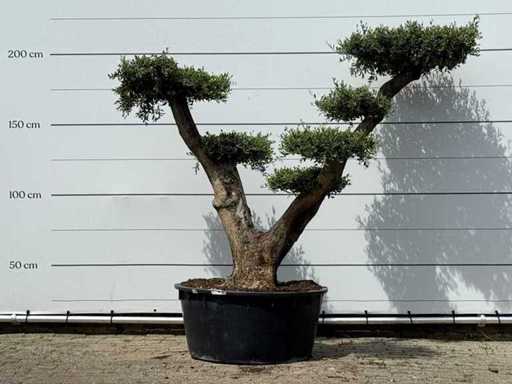 Pomone d'ulivo XL - Olea Europaea - circa 120 anni - altezza circa 210 cm